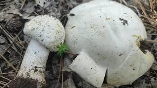 Шампиньон Перелесковый (Agaricus silvicola), съедобный гриб!