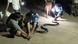 Three-meter-long viper caught in villager's house in southwest China