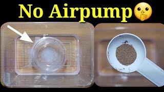 TRY THIS! How To Hatch BRINESHRIMP EGGS (No Airpump)