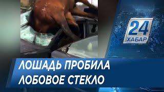 Лошадь пробила лобовое стекло авто в Алматинской области