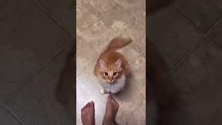  Best Cat Videos of the Decade