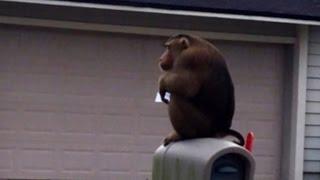 911 Caller Reports Monkey Eating Mail, Causing Chaos in Neighborhood