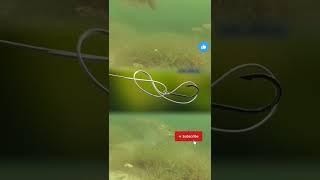 how to catch fish with hook ।। #fishing #shorts