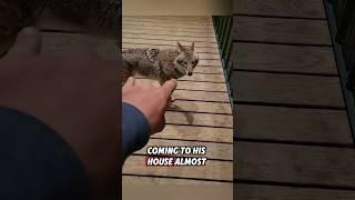 The kind man rescued an injured coyote, and then this happened... #rescue #coyote