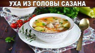 Уха из головы сазана  Как сварить вкусный рыбный суп уху с картошкой из сазана