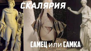 Как определить пол у скалярии. Скалярия самец или самка .