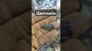 Цветмет. Коп в лесу. Treasure hunting with a metal detector #shorts
