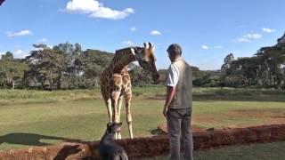 Giraffe Manor - Nairobi - Kenya