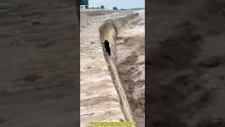 Sudden Tide Surge! Tourist Trapped on Qiantang River Embankment in Life-Threatening Situation.
