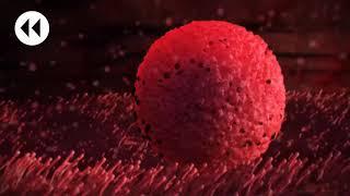 3D animation Anatomy