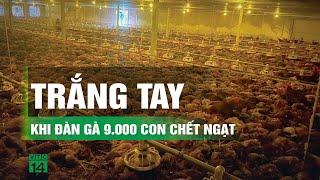 Xót xa đàn gà 9.000 con sắp xuất chuồng chết ngạt vì mất điện trong mưa lớn | VTC14