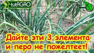 ЧЕМ ПОДКОРМИТЬ ЛУК ЛЕТОМ? От этой простой подкормки репка крепкая, шейка тонкая, лежкость отличная!