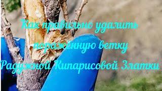 Как правильно удалить поражённую ветку Радужной Кипарисовой Златкой