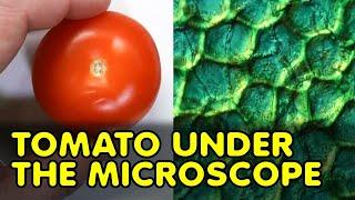 Microscopy Tutorial: How to make Tomato Cells visible for the Microscope