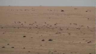 Addax in the Sahara Desert