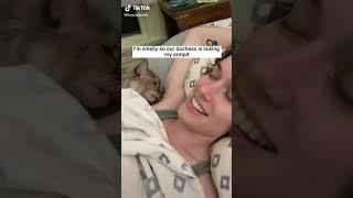 CAT   Lick Armpit 