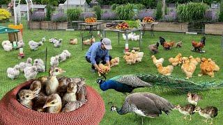 Essential Steps for Raising Organic Peafowl: Eggs to Chicks. Abundant Garden Harvest & Preserving