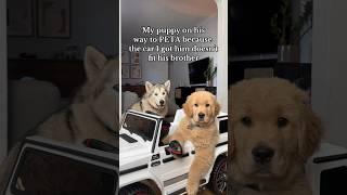 Puppy learns how to drive?! #dogsofyoutube #goldenretriever #puppy