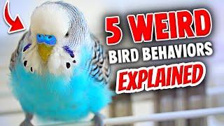 5 Odd Bird Behaviors EXPLAINED