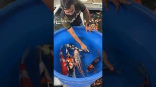 Explanation in Tamil about the difference between showa koi fish from Japan #animals #koifish #koi ￼