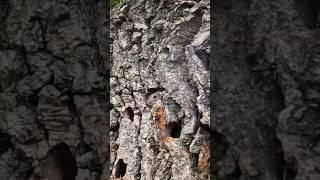 Cute mouse in the tree | Film Studio Aves