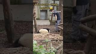 Panda cutest videos|lazy panda,funny #panda #animals #funny #timepass #funnyshorts