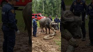 Brave Rescue: buffalo vs Huge Python!