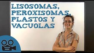 Lisosomas, peroxisomas, plastos y vacuolas