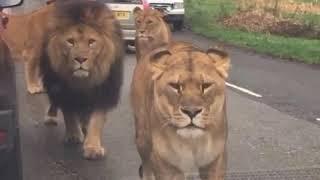 Walking amongst Lions