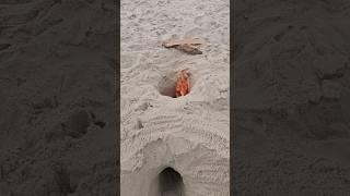 Making a Dakota Fire Hole in the sand at the beach 