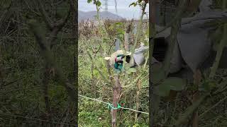 Pruning roses