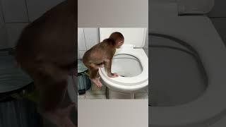 Monkey NANA poops without dad's help #shorts #smartmonkey #babymonkey #monkey #monkeybaby #animals