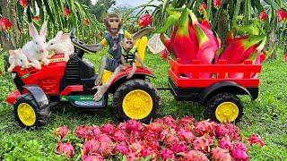 Farmer Bim Bim harvests Dragon Fruit and obediently takes care of Baby Monkey Obi