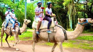 WE WENT RIDING ON CAMELS IN JAMAICA | QUITE PERRY