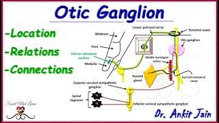 Otic ganglion /Anatomy/ Secretomotor (parasympathetic and sympathetic) pathway of parotid gland