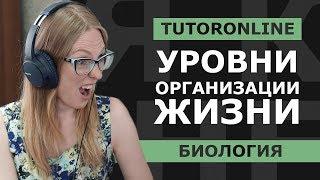 Биология | Уровни организации жизни