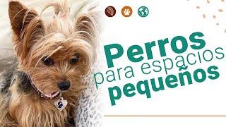 Perros para espacios pequeños