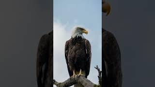 Powerful Bald Eagle Perched on a Branch