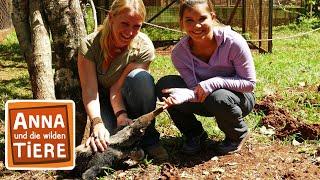 Wie schwer ist der Ameisenbär? | Reportage für Kinder | Anna und die wilden Tiere