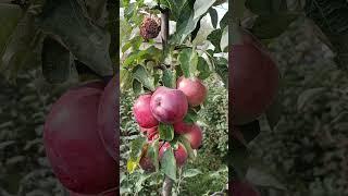 СОРТ ЯБЛОНИ БЕЛОРУССКОЕ СЛАДКОЕ  #сад #яблоня #fruit