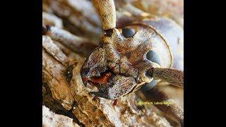 Escarabajo Barrenador Gigante (Callipogon proletarium) Giant Root Borer