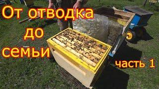 От ОТВОДКА до ПЧЕЛОСЕМЬИ!!! часть 1  Расширение и пересадка в улей!!