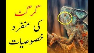 Cool Chameleon Facts | Hamari Dunya