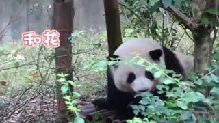花花：窝能用jio挠到朵朵【大熊猫和花】