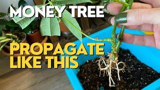 Propagate MONEY TREE from Cuttings | DO THIS