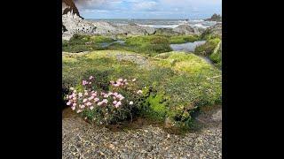 Magical walk from Lee Bay to Mortehoe via the Coastal Path   HD 1080p