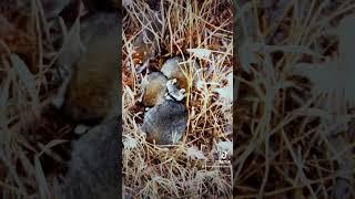 Thermal Drone Locates Family of Raccoons In Cattail Marsh #wildlife #drone #raccoon #dji