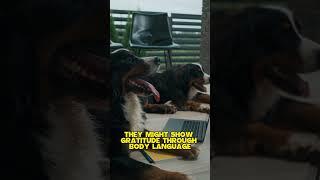 How do dogs express gratitude?