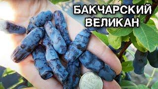 Жимолость Бакчарский великан