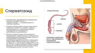 8 класс. Строение половой системы человека